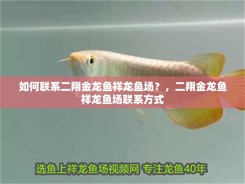 如何聯(lián)系二翔金龍魚祥龍魚場？，二翔金龍魚祥龍魚場聯(lián)系方式
