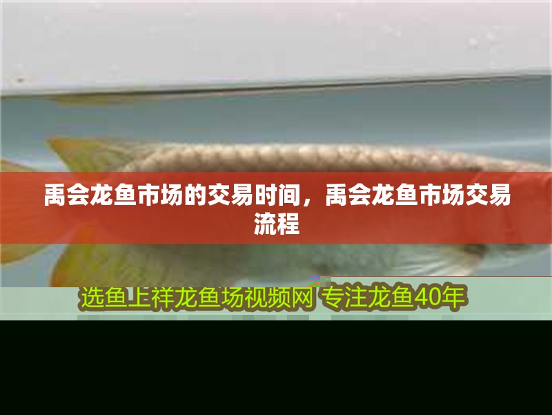 禹會龍魚市場的交易時間，禹會龍魚市場交易流程 禹會龍魚市場的交易時間，禹會龍魚市場交易流程 龍魚百科