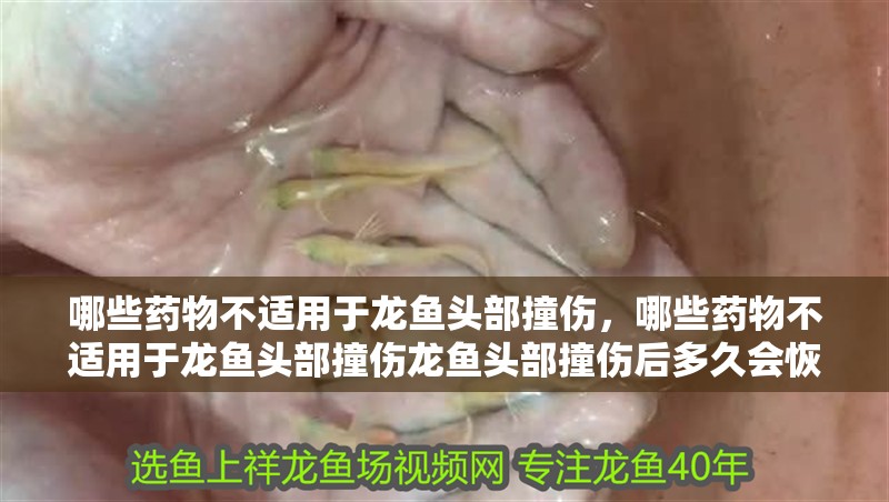 哪些藥物不適用于龍魚(yú)頭部撞傷，哪些藥物不適用于龍魚(yú)頭部撞傷龍魚(yú)頭部撞傷后多久會(huì)恢復(fù) 哪些藥物不適用于龍魚(yú)頭部撞傷，哪些藥物不適用于龍魚(yú)頭部撞傷龍魚(yú)頭部撞傷后多久會(huì)恢復(fù) 龍魚(yú)百科