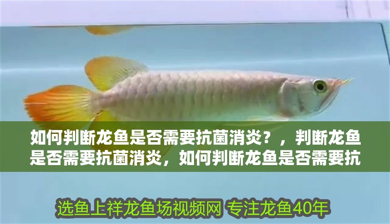 如何判斷龍魚是否需要抗菌消炎？，判斷龍魚是否需要抗菌消炎，如何判斷龍魚是否需要抗菌消炎 如何判斷龍魚是否需要抗菌消炎？，判斷龍魚是否需要抗菌消炎，如何判斷龍魚是否需要抗菌消炎 龍魚百科