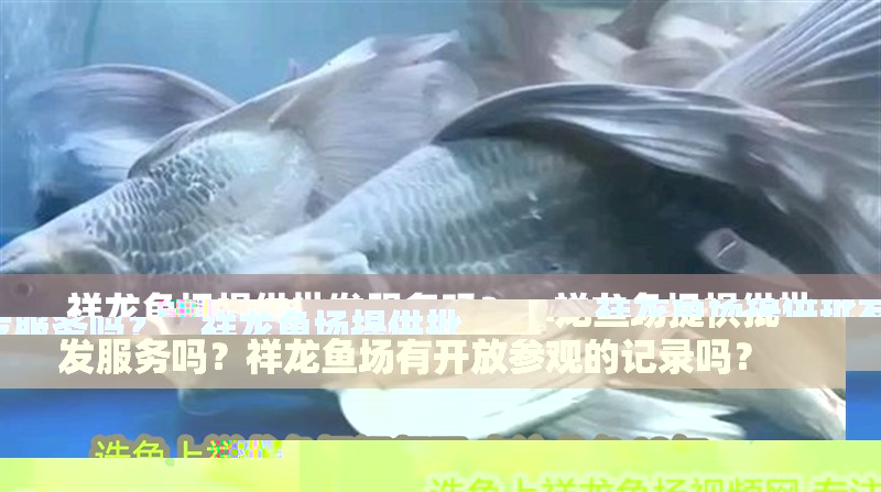 魚缸造景先放沙還是先放水(魚缸造景先鋪沙還是先放石頭) 祥龍魚場提供批發(fā)服務(wù)嗎?,祥龍魚場提供批發(fā)服務(wù)嗎?祥龍魚場有開放參觀的記錄嗎? 龍魚百科 祥龍魚場提供批發(fā)服務(wù)嗎?,祥龍魚場提供批發(fā)服務(wù)嗎?祥龍魚場有開放參觀的記錄嗎? 祥龍魚場提供批發(fā)服務(wù)嗎?,祥龍魚場提供批發(fā)服務(wù)嗎?祥龍魚場有開放參觀的記錄嗎? 龍魚百科