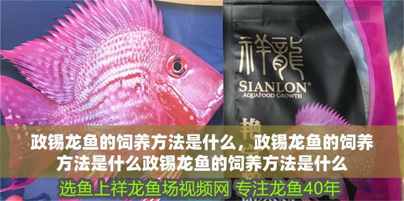 政錫龍魚的飼養方法是什么，政錫龍魚的飼養方法是什么政錫龍魚的飼養方法是什么 政錫龍魚的飼養方法是什么，政錫龍魚的飼養方法是什么政錫龍魚的飼養方法是什么 龍魚百科