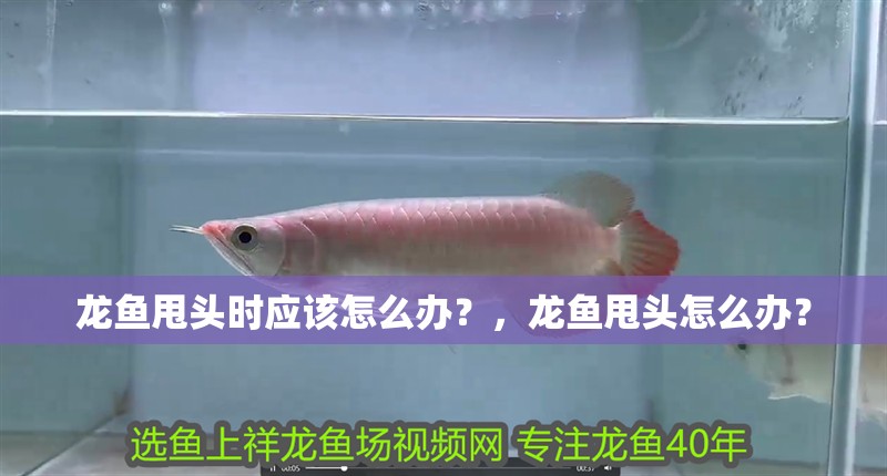 龍魚干蝦有營養(yǎng)嗎 龍魚甩頭時應(yīng)該怎么辦?,龍魚甩頭怎么辦? 龍魚百科 龍魚甩頭時應(yīng)該怎么辦?,龍魚甩頭怎么辦? 龍魚甩頭時應(yīng)該怎么辦?,龍魚甩頭怎么辦? 龍魚百科