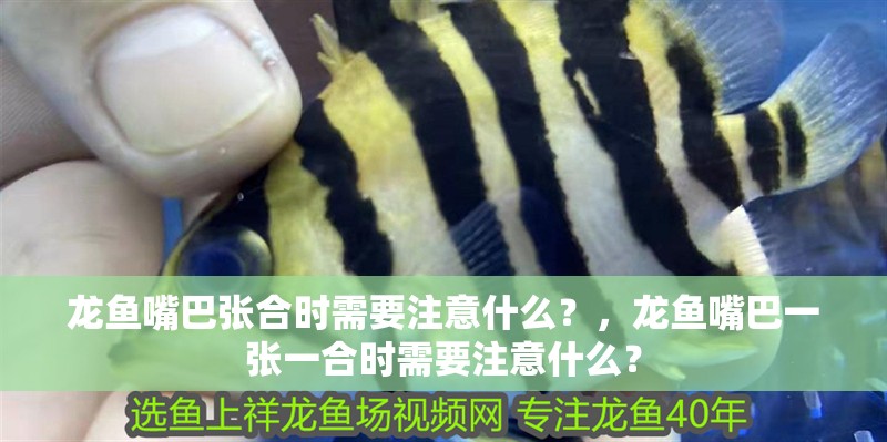 什么魚能和龍魚、虎魚混養(龍魚能和虎魚混養嗎) 龍魚嘴巴張合時需要注意什么?,龍魚嘴巴一張一合時需要注意什么? 龍魚百科 龍魚嘴巴張合時需要注意什么?,龍魚嘴巴一張一合時需要注意什么? 龍魚嘴巴張合時需要注意什么?,龍魚嘴巴一張一合時需要注意什么? 龍魚百科