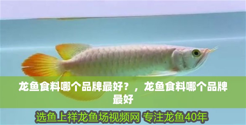 魚缸用增氧泵價(jià)格是多少:魚缸增氧機(jī)-xtrac增氧機(jī)-xtrac增氧機(jī) 龍魚食料哪個(gè)品牌最好?,龍魚食料哪個(gè)品牌最好 龍魚百科 龍魚食料哪個(gè)品牌最好?,龍魚食料哪個(gè)品牌最好 龍魚食料哪個(gè)品牌最好?,龍魚食料哪個(gè)品牌最好 龍魚百科