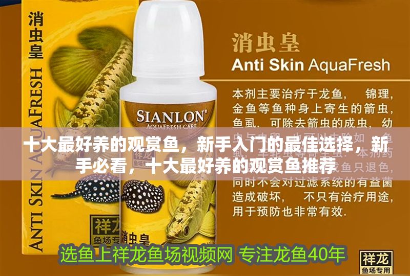 十大最好養的觀賞魚，新手入門的最佳選擇，新手必看，十大最好養的觀賞魚推薦 十大最好養的觀賞魚，新手入門的最佳選擇，新手必看，十大最好養的觀賞魚推薦 龍魚百科 第1張