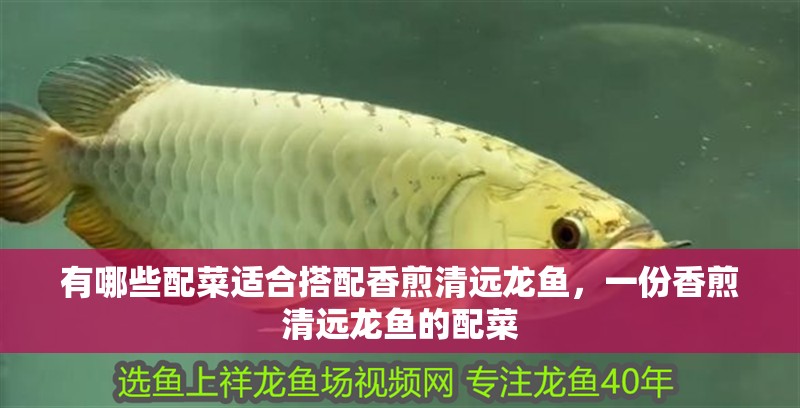 魚缸過濾器選購指南:自制魚缸過濾器魚缸上置過濾器對于養魚愛好者的必備知識 有哪些配菜適合搭配香煎清遠龍魚,一份香煎清遠龍魚的配菜 龍魚百科 有哪些配菜適合搭配香煎清遠龍魚,一份香煎清遠龍魚的配菜 有哪些配菜適合搭配香煎清遠龍魚,一份香煎清遠龍魚的配菜 龍魚百科
