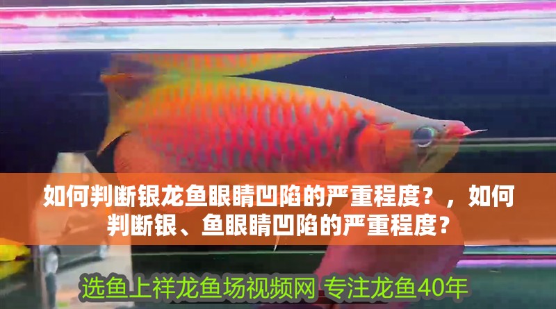 魚缸過濾器選購指南:自制魚缸過濾器魚缸上置過濾器對于養魚愛好者的必備知識 如何判斷銀龍魚眼睛凹陷的嚴重程度?,如何判斷銀、魚眼睛凹陷的嚴重程度? 龍魚百科 如何判斷銀龍魚眼睛凹陷的嚴重程度?,如何判斷銀、魚眼睛凹陷的嚴重程度? 如何判斷銀龍魚眼睛凹陷的嚴重程度?,如何判斷銀、魚眼睛凹陷的嚴重程度? 龍魚百科