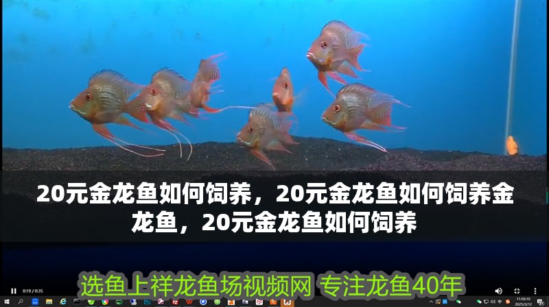 20元金龍魚如何飼養，20元金龍魚如何飼養金龍魚，20元金龍魚如何飼養