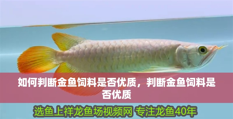 龍魚干蝦有營養嗎 如何判斷金魚飼料是否優質,判斷金魚飼料是否優質 龍魚百科 如何判斷金魚飼料是否優質,判斷金魚飼料是否優質 如何判斷金魚飼料是否優質,判斷金魚飼料是否優質 龍魚百科