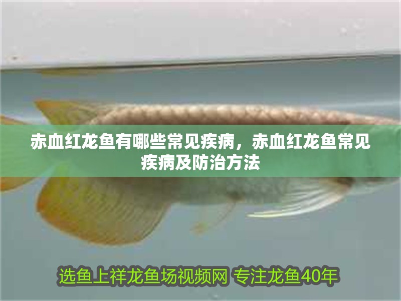赤血紅龍魚有哪些常見疾病，赤血紅龍魚常見疾病及防治方法