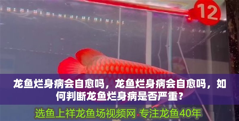 龍魚爛身病會自愈嗎，龍魚爛身病會自愈嗎，如何判斷龍魚爛身病是否嚴重？ 龍魚爛身病會自愈嗎，龍魚爛身病會自愈嗎，如何判斷龍魚爛身病是否嚴重？ 龍魚百科