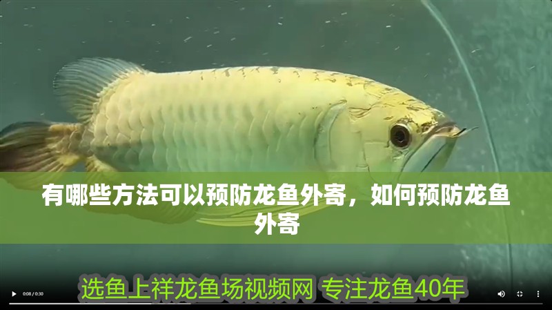 龍魚干蝦有營(yíng)養(yǎng)嗎 有哪些方法可以預(yù)防龍魚外寄,如何預(yù)防龍魚外寄 龍魚百科 有哪些方法可以預(yù)防龍魚外寄,如何預(yù)防龍魚外寄 有哪些方法可以預(yù)防龍魚外寄,如何預(yù)防龍魚外寄 龍魚百科