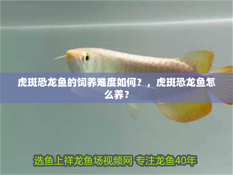 虎斑恐龍魚的飼養難度如何？，虎斑恐龍魚怎么養？ 虎斑恐龍魚的飼養難度如何？，虎斑恐龍魚怎么養？ 龍魚百科