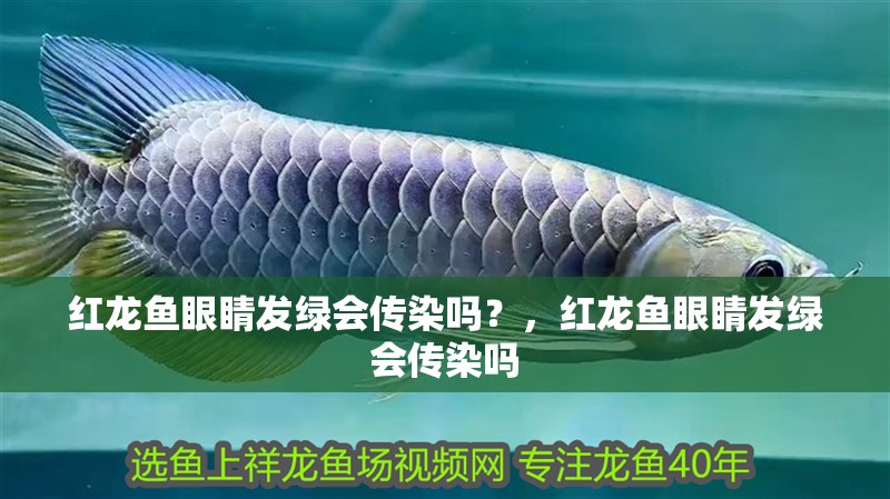 紅龍魚眼睛發(fā)綠會傳染嗎？，紅龍魚眼睛發(fā)綠會傳染嗎