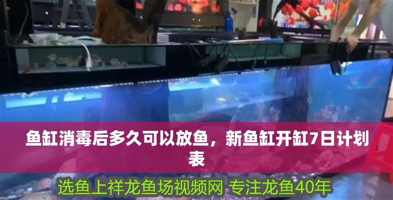 魚缸消毒后多久可以放魚，新魚缸開缸7日計劃表 魚缸消毒后多久可以放魚，新魚缸開缸7日計劃表 龍魚百科