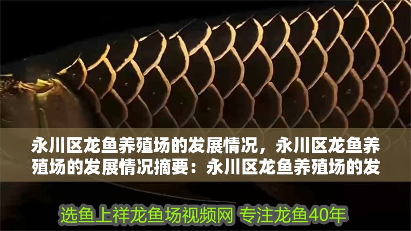 永川區龍魚養殖場的發展情況，永川區龍魚養殖場的發展情況摘要：永川區龍魚養殖場的發展情況 永川區龍魚養殖場的發展情況，永川區龍魚養殖場的發展情況摘要：永川區龍魚養殖場的發展情況 龍魚百科