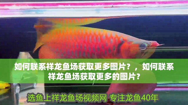 如何聯(lián)系祥龍魚場獲取更多圖片？，如何聯(lián)系祥龍魚場獲取更多的圖片？ 如何聯(lián)系祥龍魚場獲取更多圖片？，如何聯(lián)系祥龍魚場獲取更多的圖片？ 龍魚百科