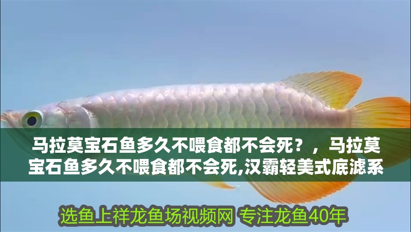 馬拉莫寶石魚多久不喂食都不會死？，馬拉莫寶石魚多久不喂食都不會死,漢霸輕美式底濾系列有哪些特點 馬拉莫寶石魚多久不喂食都不會死？，馬拉莫寶石魚多久不喂食都不會死,漢霸輕美式底濾系列有哪些特點 龍魚百科