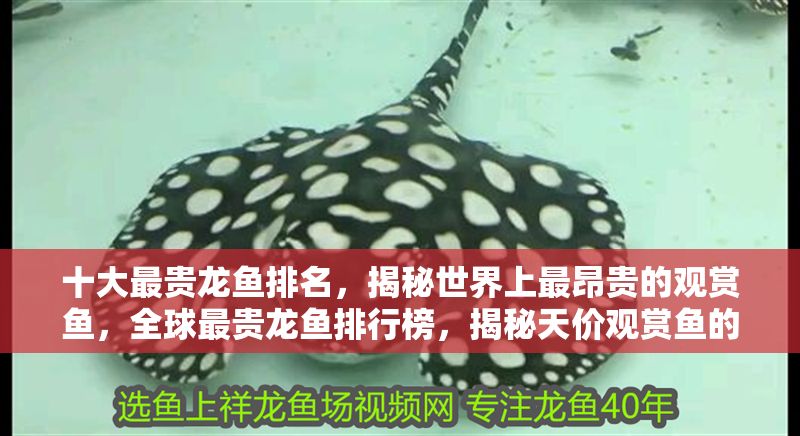 十大最貴龍魚排名，揭秘世界上最昂貴的觀賞魚，全球最貴龍魚排行榜，揭秘天價觀賞魚的驚人價值