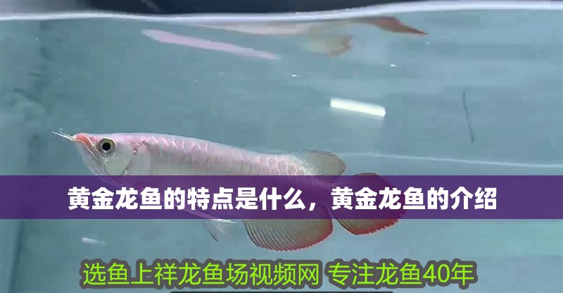 鸚鵡魚(yú)和銀龍魚(yú)混養(yǎng)怎樣喂食 黃金龍魚(yú)的特點(diǎn)是什么,黃金龍魚(yú)的介紹 龍魚(yú)百科 黃金龍魚(yú)的特點(diǎn)是什么,黃金龍魚(yú)的介紹 黃金龍魚(yú)的特點(diǎn)是什么,黃金龍魚(yú)的介紹 龍魚(yú)百科