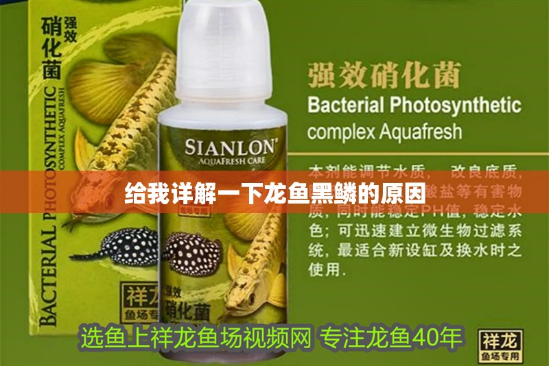 鸚鵡魚和銀龍魚混養(yǎng)怎樣喂食 給我詳解一下龍魚黑鱗的原因 龍魚百科 給我詳解一下龍魚黑鱗的原因 給我詳解一下龍魚黑鱗的原因 龍魚百科