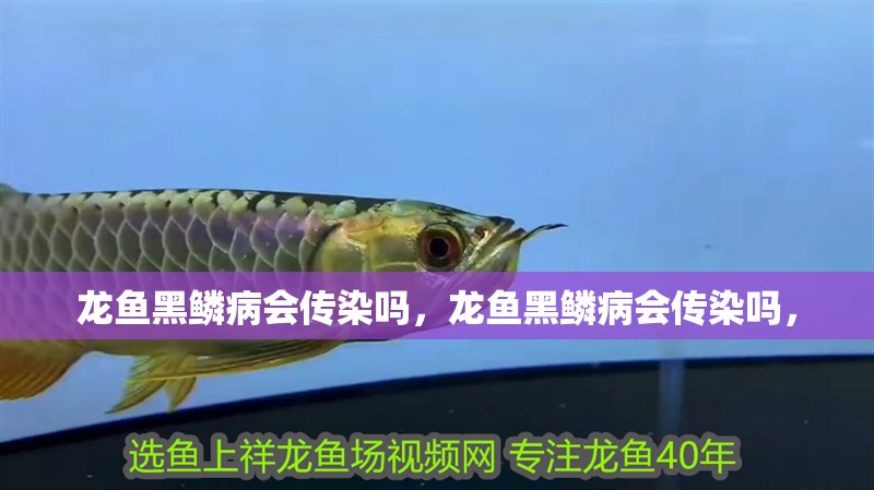 龍魚黑鱗病會傳染嗎，龍魚黑鱗病會傳染嗎， 龍魚黑鱗病會傳染嗎，龍魚黑鱗病會傳染嗎， 龍魚百科