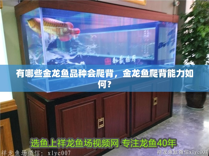 有哪些金龍魚品種會爬背，金龍魚爬背能力如何？ 有哪些金龍魚品種會爬背，金龍魚爬背能力如何？ 龍魚百科