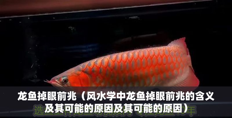 龍魚掉眼前兆（風水學中龍魚掉眼前兆的含義及其可能的原因及其可能的原因）