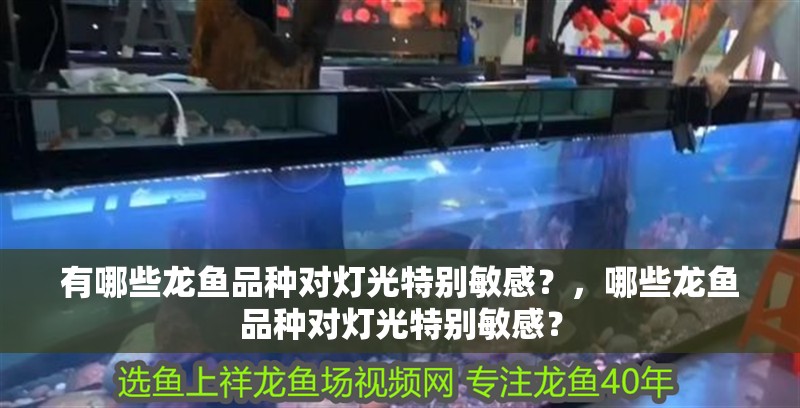 有哪些龍魚品種對燈光特別敏感？，哪些龍魚品種對燈光特別敏感？ 有哪些龍魚品種對燈光特別敏感？，哪些龍魚品種對燈光特別敏感？ 龍魚百科