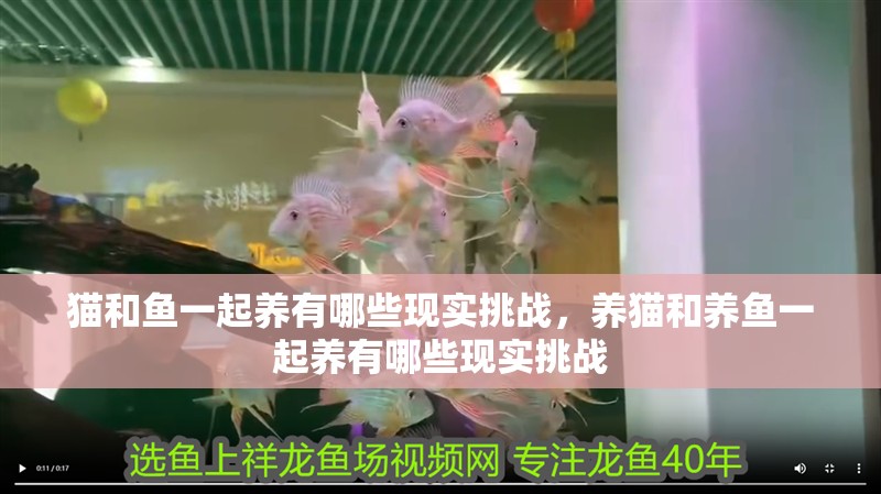 我的虎魚真菌感染了要怎么處理 貓和魚一起養有哪些現實挑戰,養貓和養魚一起養有哪些現實挑戰 龍魚百科 貓和魚一起養有哪些現實挑戰,養貓和養魚一起養有哪些現實挑戰 貓和魚一起養有哪些現實挑戰,養貓和養魚一起養有哪些現實挑戰 龍魚百科