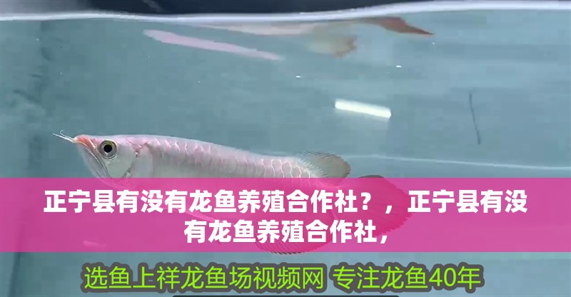 正寧縣有沒有龍魚養(yǎng)殖合作社？，正寧縣有沒有龍魚養(yǎng)殖合作社，