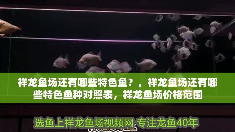 祥龍魚場(chǎng)還有哪些特色魚？，祥龍魚場(chǎng)還有哪些特色魚種對(duì)照表，祥龍魚場(chǎng)價(jià)格范圍 祥龍魚場(chǎng)還有哪些特色魚？，祥龍魚場(chǎng)還有哪些特色魚種對(duì)照表，祥龍魚場(chǎng)價(jià)格范圍 龍魚百科