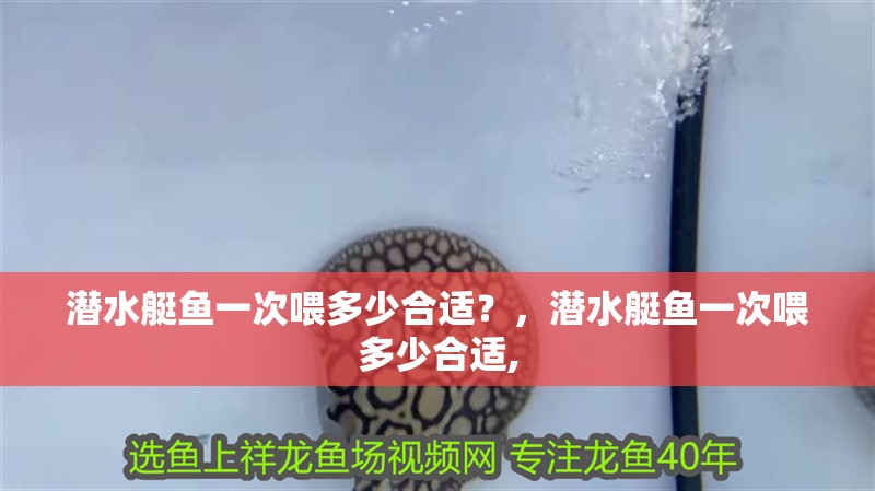 潛水艇魚一次喂多少合適？，潛水艇魚一次喂多少合適, 潛水艇魚一次喂多少合適？，潛水艇魚一次喂多少合適, 龍魚百科
