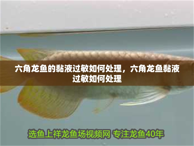 六角龍魚的黏液過敏如何處理，六角龍魚黏液過敏如何處理 六角龍魚的黏液過敏如何處理，六角龍魚黏液過敏如何處理 龍魚百科