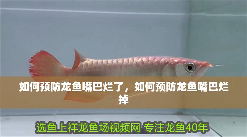 給大魚缸換水的作文:體驗給大魚缸換水的樂趣:體驗給大魚缸換水:給大魚缸換水的作文 如何預(yù)防龍魚嘴巴爛了,如何預(yù)防龍魚嘴巴爛掉 龍魚百科 如何預(yù)防龍魚嘴巴爛了,如何預(yù)防龍魚嘴巴爛掉 如何預(yù)防龍魚嘴巴爛了,如何預(yù)防龍魚嘴巴爛掉 龍魚百科