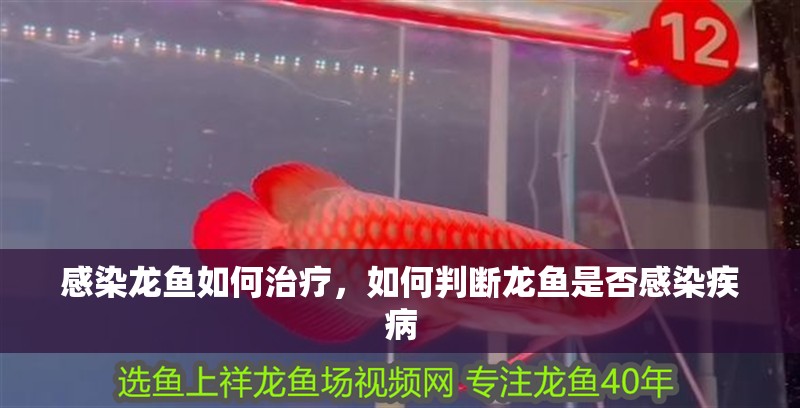 感染龍魚如何治療，如何判斷龍魚是否感染疾病 感染龍魚如何治療，如何判斷龍魚是否感染疾病 龍魚百科