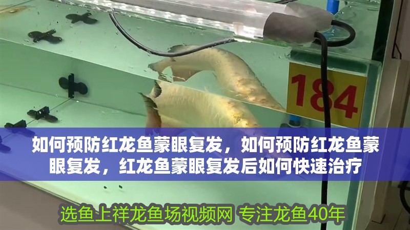 如何預(yù)防紅龍魚蒙眼復(fù)發(fā)，如何預(yù)防紅龍魚蒙眼復(fù)發(fā)，紅龍魚蒙眼復(fù)發(fā)后如何快速治療 如何預(yù)防紅龍魚蒙眼復(fù)發(fā)，如何預(yù)防紅龍魚蒙眼復(fù)發(fā)，紅龍魚蒙眼復(fù)發(fā)后如何快速治療 龍魚百科