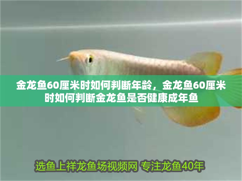 金龍魚60厘米時如何判斷年齡，金龍魚60厘米時如何判斷金龍魚是否健康成年魚 金龍魚60厘米時如何判斷年齡，金龍魚60厘米時如何判斷金龍魚是否健康成年魚 龍魚百科