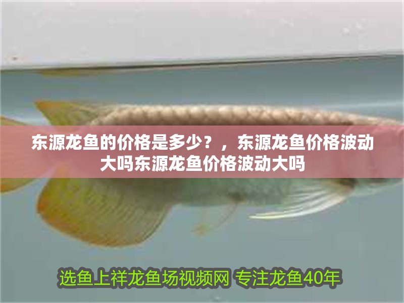 東源龍魚的價格是多少？，東源龍魚價格波動大嗎東源龍魚價格波動大嗎 東源龍魚的價格是多少？，東源龍魚價格波動大嗎東源龍魚價格波動大嗎 龍魚百科