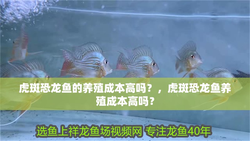 虎斑恐龍魚的養殖成本高嗎？，虎斑恐龍魚養殖成本高嗎？ 虎斑恐龍魚的養殖成本高嗎？，虎斑恐龍魚養殖成本高嗎？ 龍魚百科