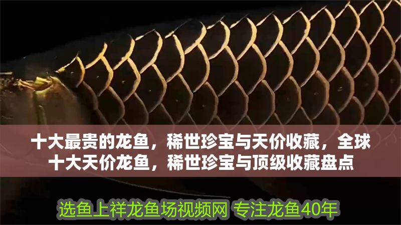 十大最貴的龍魚，稀世珍寶與天價(jià)收藏，全球十大天價(jià)龍魚，稀世珍寶與頂級(jí)收藏盤點(diǎn) 十大最貴的龍魚，稀世珍寶與天價(jià)收藏，全球十大天價(jià)龍魚，稀世珍寶與頂級(jí)收藏盤點(diǎn) 龍魚百科 第1張