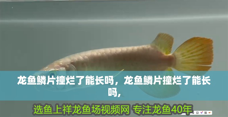 龍魚鱗片撞爛了能長嗎，龍魚鱗片撞爛了能長嗎, 龍魚鱗片撞爛了能長嗎，龍魚鱗片撞爛了能長嗎, 龍魚百科