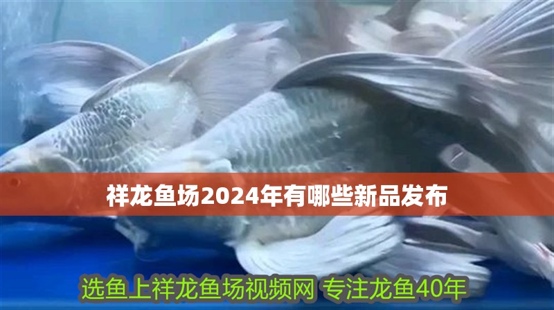 祥龍魚場2024年有哪些新品發布 祥龍魚場2024年有哪些新品發布 龍魚百科