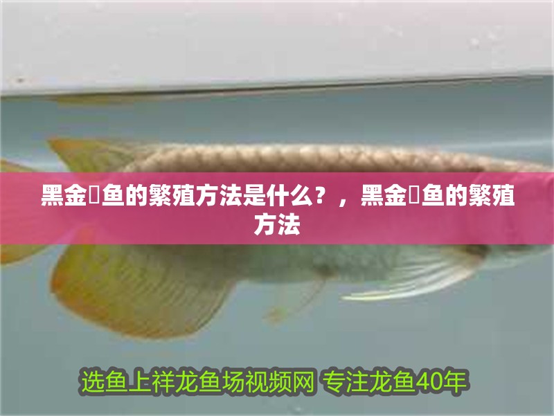 黑金魟魚的繁殖方法是什么？，黑金魟魚的繁殖方法 黑金魟魚的繁殖方法是什么？，黑金魟魚的繁殖方法 龍魚百科