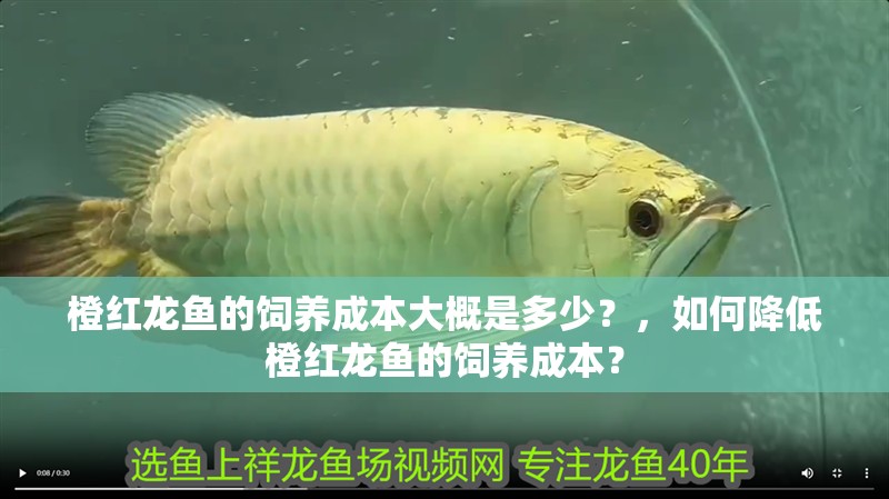 橙紅龍魚的飼養(yǎng)成本大概是多少？，如何降低橙紅龍魚的飼養(yǎng)成本？ 橙紅龍魚的飼養(yǎng)成本大概是多少？，如何降低橙紅龍魚的飼養(yǎng)成本？ 龍魚百科
