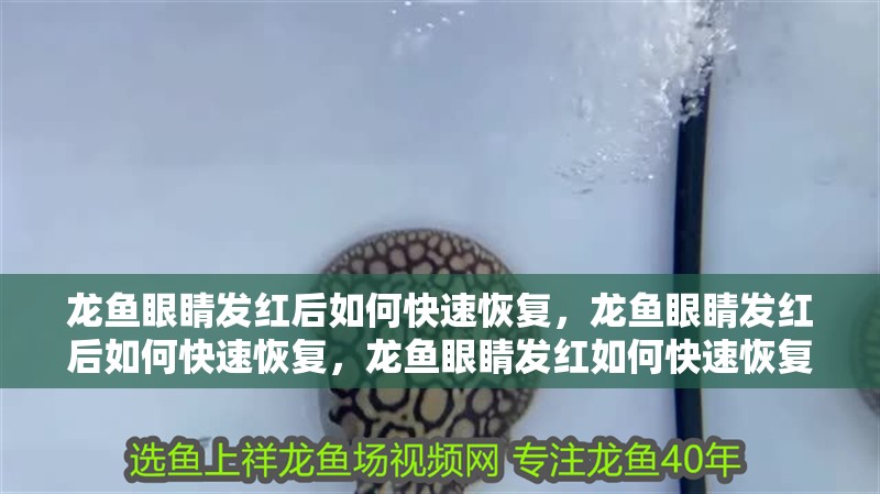 龍魚眼睛發紅后如何快速恢復，龍魚眼睛發紅后如何快速恢復，龍魚眼睛發紅如何快速恢復 龍魚眼睛發紅后如何快速恢復，龍魚眼睛發紅后如何快速恢復，龍魚眼睛發紅如何快速恢復 龍魚百科