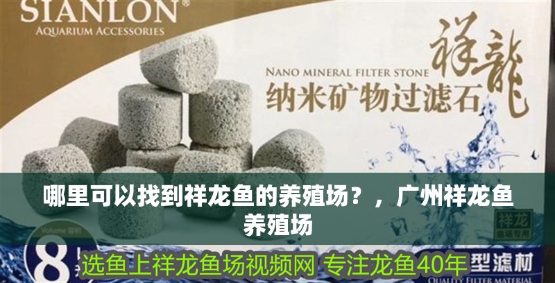 哪里可以找到祥龍魚的養殖場？，廣州祥龍魚養殖場 哪里可以找到祥龍魚的養殖場？，廣州祥龍魚養殖場 龍魚百科