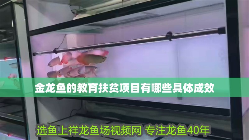 魚缸過濾器選購指南:自制魚缸過濾器魚缸上置過濾器對于養(yǎng)魚愛好者的必備知識 金龍魚的教育扶貧項目有哪些具體成效 龍魚百科 金龍魚的教育扶貧項目有哪些具體成效 金龍魚的教育扶貧項目有哪些具體成效 龍魚百科