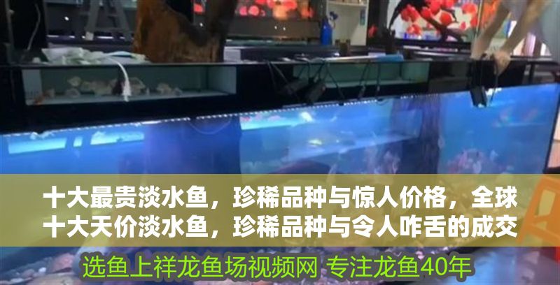 十大最貴淡水魚，珍稀品種與驚人價格，全球十大天價淡水魚，珍稀品種與令人咋舌的成交紀錄，（注，根據您強調十大最貴淡水魚的核心信息，標題采用數據化表達+稀缺性關鍵詞+價格沖擊力的結構，同時加入全球提升搜索覆蓋面。如需調整側重點，可替換副標題如，從龍魚到藍吉羅的財富密碼等變體）